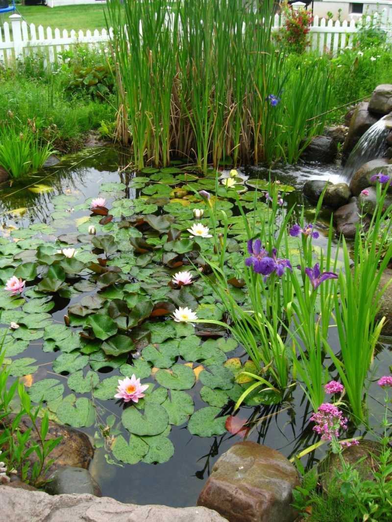 Сад у пруда: оформление ландшафтного дизайна участка с домашним водоемом
