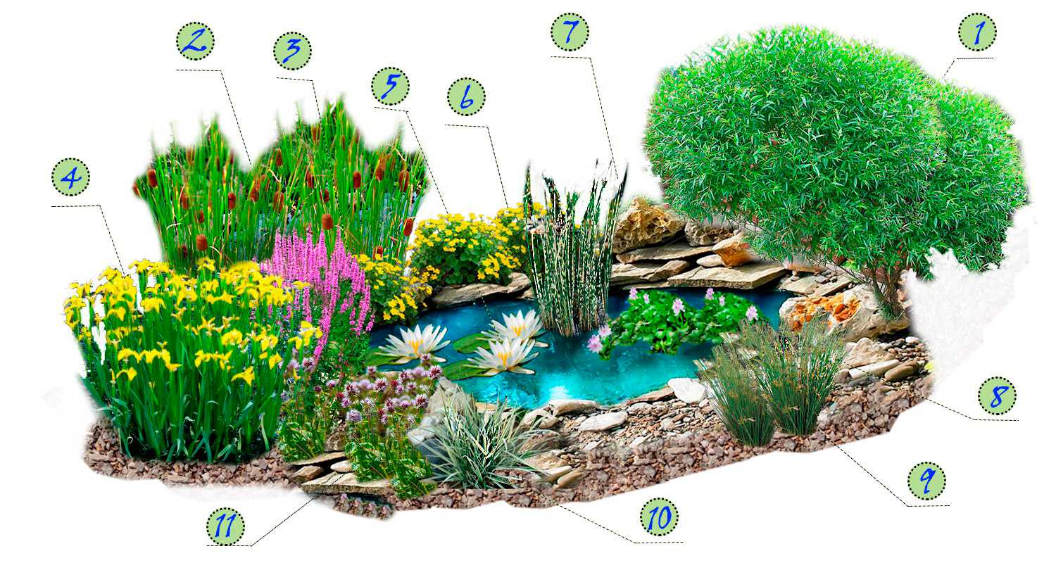 Как выбрать водные растения, способные украсить и очистить пруд на даче