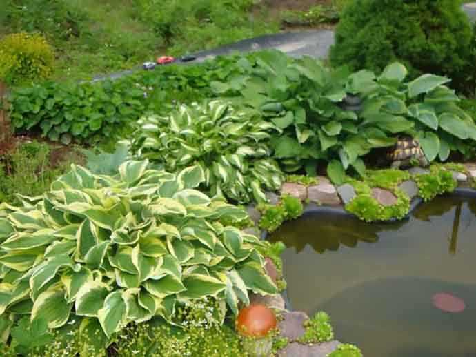 Популярные растения для водоема на даче — описание с фото