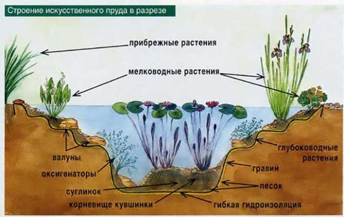 Растения и рыбы для вашего водоёма