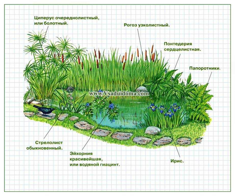 Растения пресных водоемов и их использование в ландшафтном дизайне Как выбрать растения для искусственного пруда правила посадки и ухода