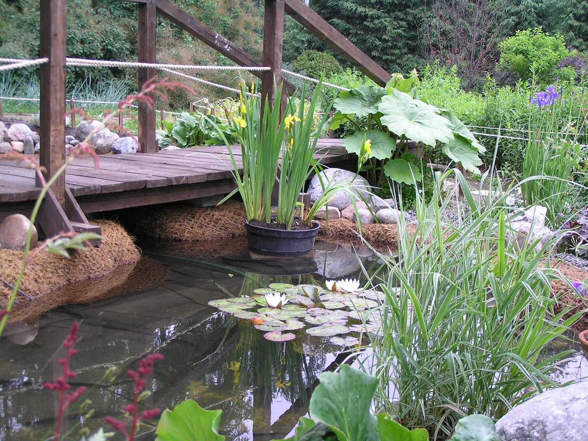 Какие растения выбрать для водоема в саду. как и когда их сажать