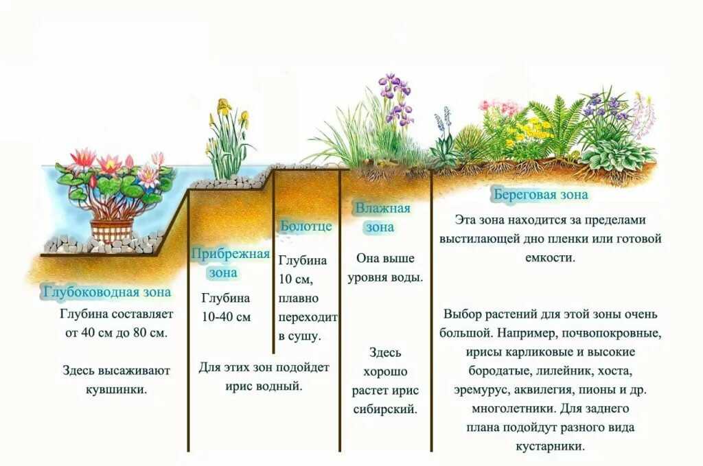 Описание водных растений для пресного пруда и водоема на даче, принцип рассадки и особенности ухода