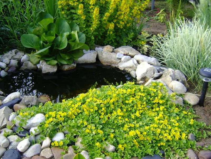 Водные растения для пресного пруда и водоема на даче - как подобрать?