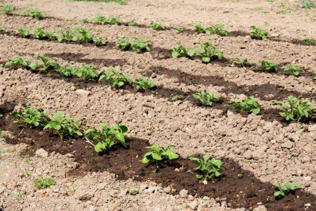 Повышение плодородия почвы: как ее улучшить своими руками и сделать чернозем? мероприятия, направленные на повышение плодородия почвы на садовом участке
