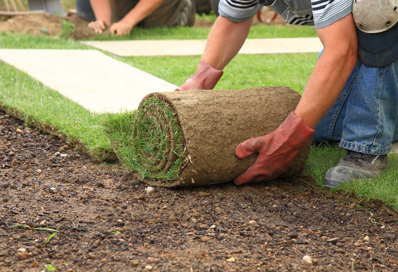Как правильно посадить газон и посеять траву своими руками
