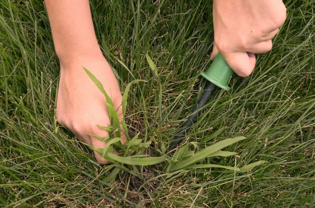 Некоторые особенности по посеву и уходу за травой, которая вытесняет сорняки с газона