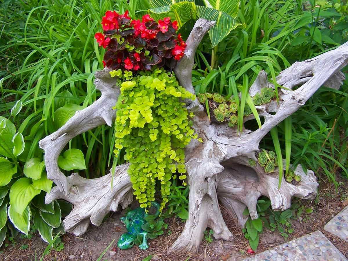 Как в саду можно использовать коряги Какие материалы подойдут для рутария Какие есть правила создания красивого рутария Красивый рутарий – фото сада корней