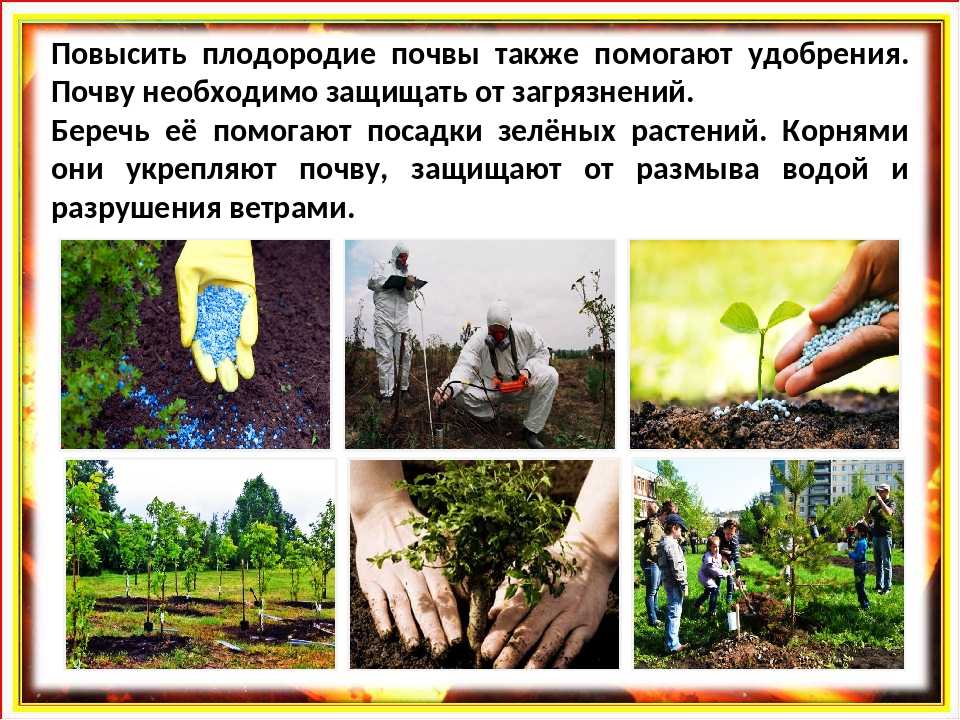 Улучшаем структуру почвы на участке | дела огородные (огород.ru)