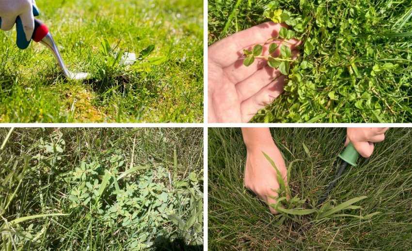 Газонная трава, которая уничтожает сорняки: 5 видов и условия выращивания