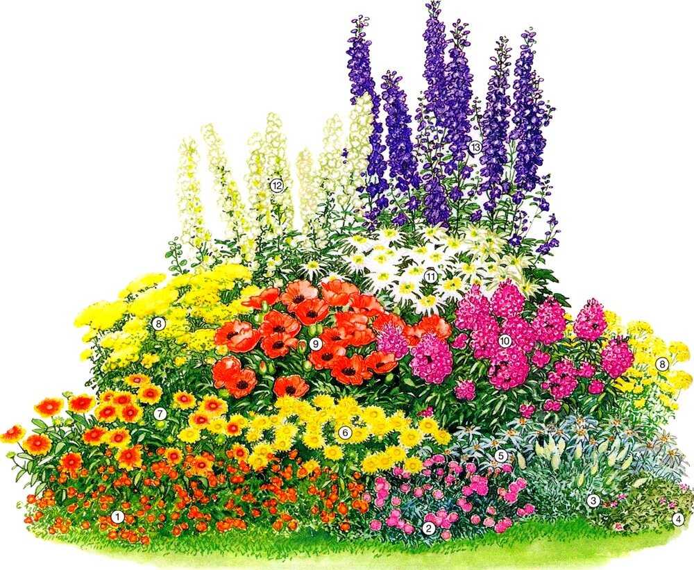 Каталог цветов для дачи (240+ фото с названиями ) - modernplace.ru
