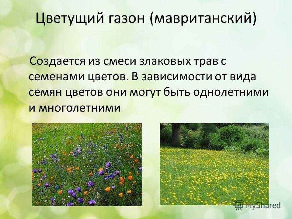 Как создать мавританский газон своими руками? подготовка, посев. уход. фото — ботаничка.ru