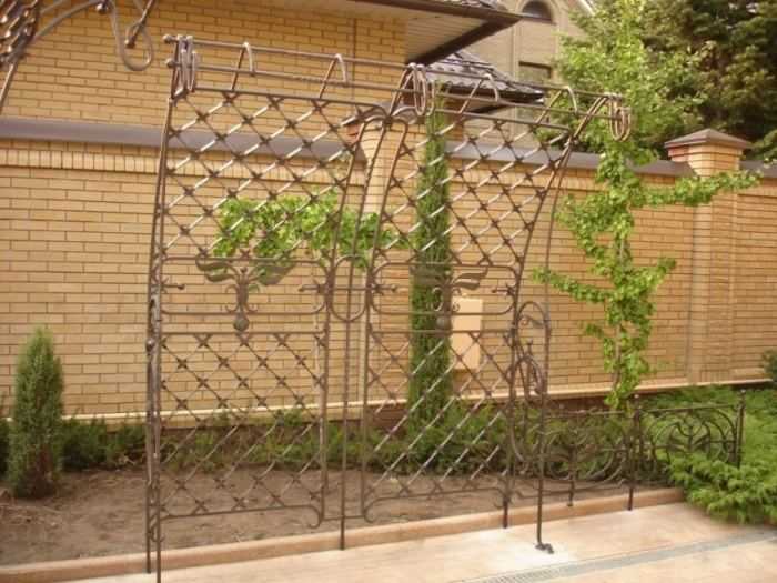Быстрорастущие вьющиеся растения для дачи многолетние - всё о воротах и заборе