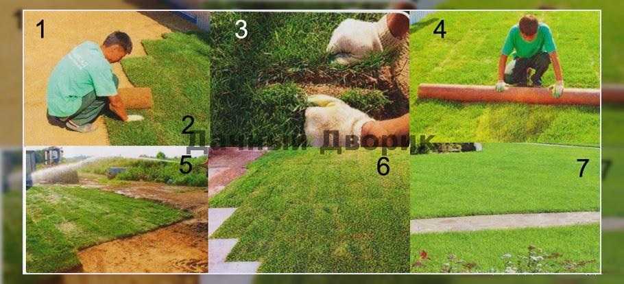 Как посадить газон на дачном участке своими руками: с фото и видео