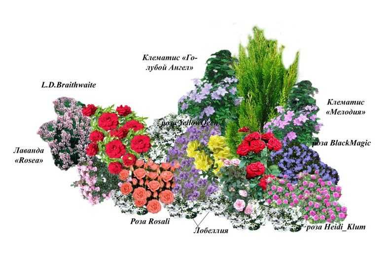 Клумба из многолетников непрерывного цветения: схемы цветника