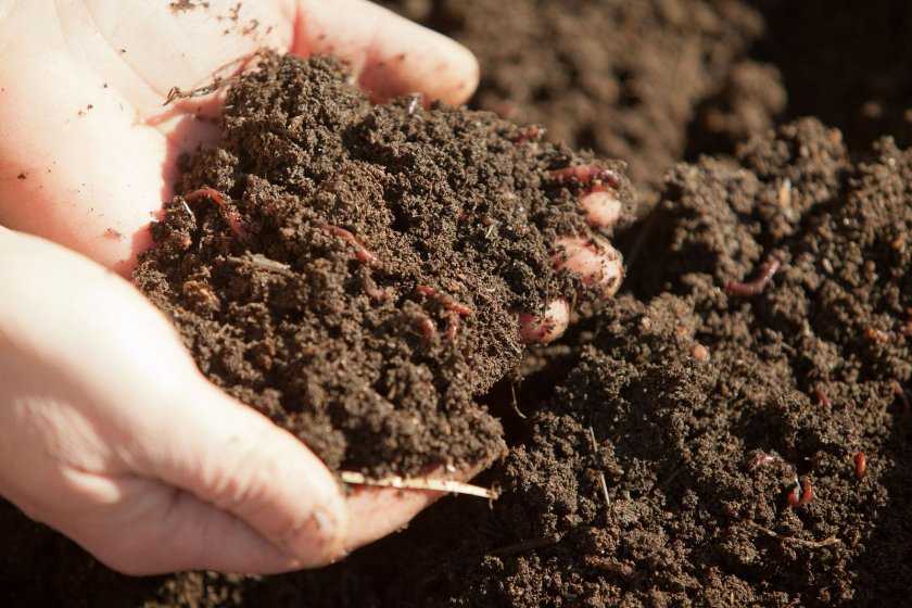 Тип почвы на участке – как определить и улучшить структуру | дела огородные (огород.ru)