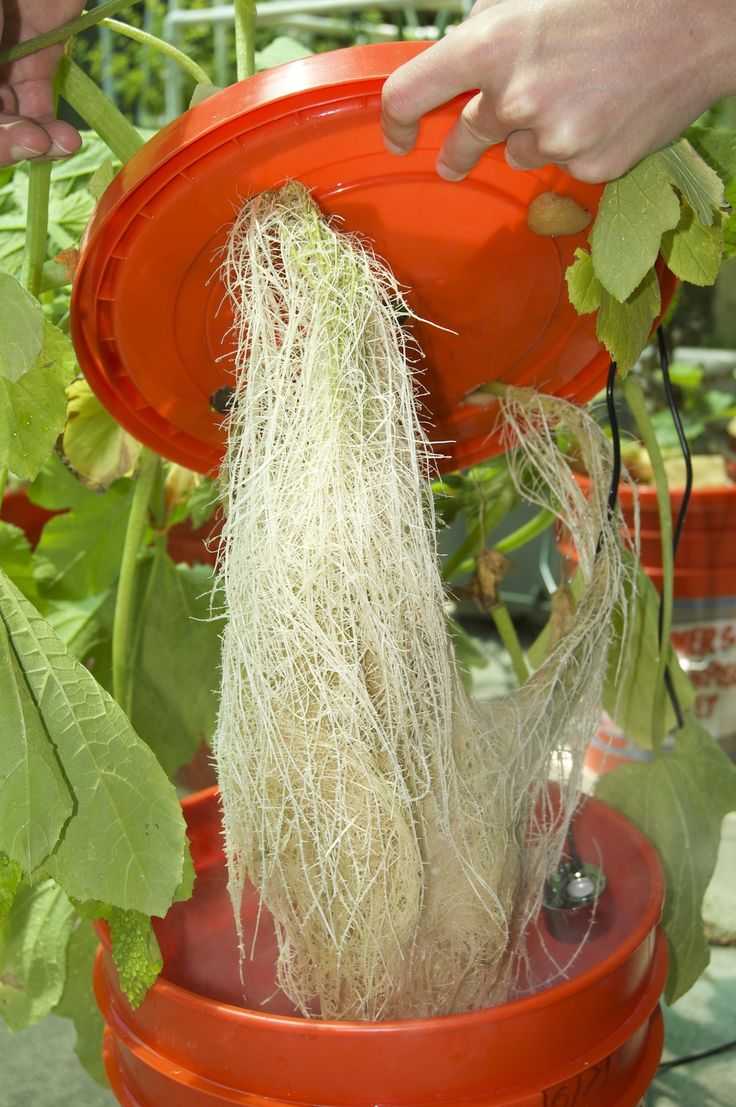 Аэропоника своими руками: как вырастить растения на растворе?