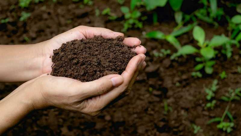 Как сделать землю плодородной и мягкой?