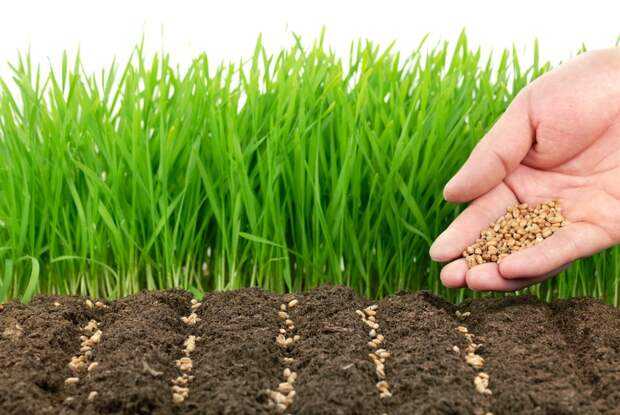 От его зависит плодородие почвы каким бывает ее механический состав и другие свойства Простые и эффективные методы улучшения почвы на даче