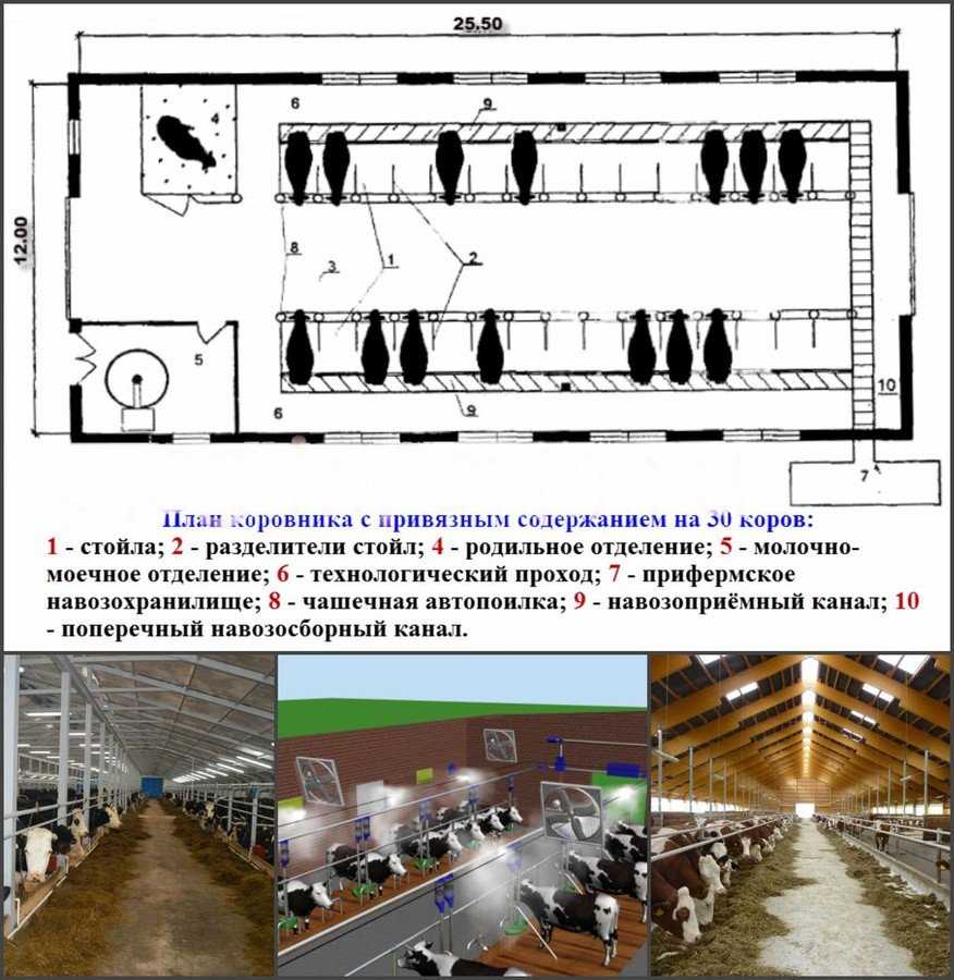 Схема стойла для коровы