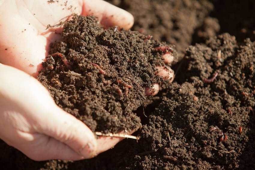 Какая почва на вашем участке – как определить и улучшить состав грунта | дела огородные (огород.ru)