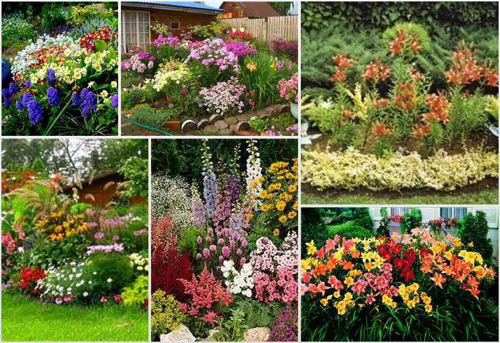10 критериев подбора растений для декоративных композиций. выбор цветов для цветника. фото — ботаничка.ru