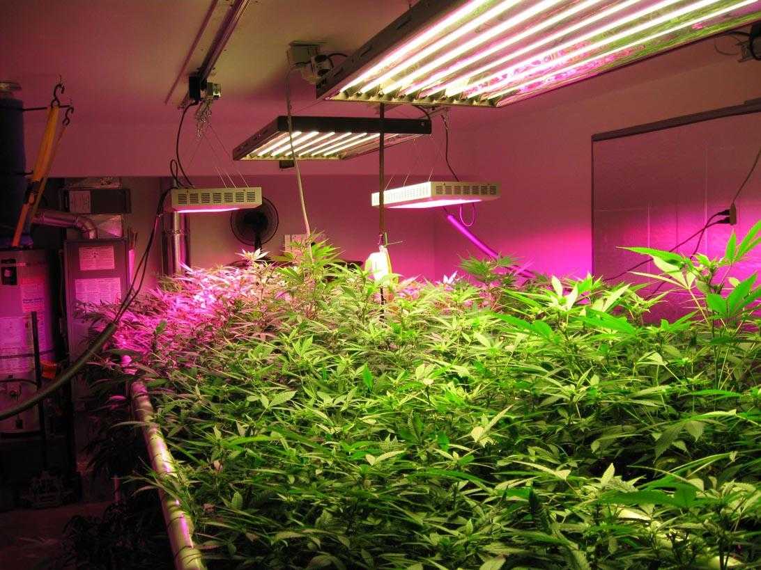 выращивание марихуаны лампы дневного света