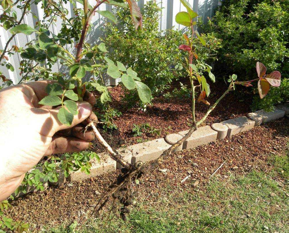 Роза плетистая: выращивание и уход в открытом грунте. | растюнька