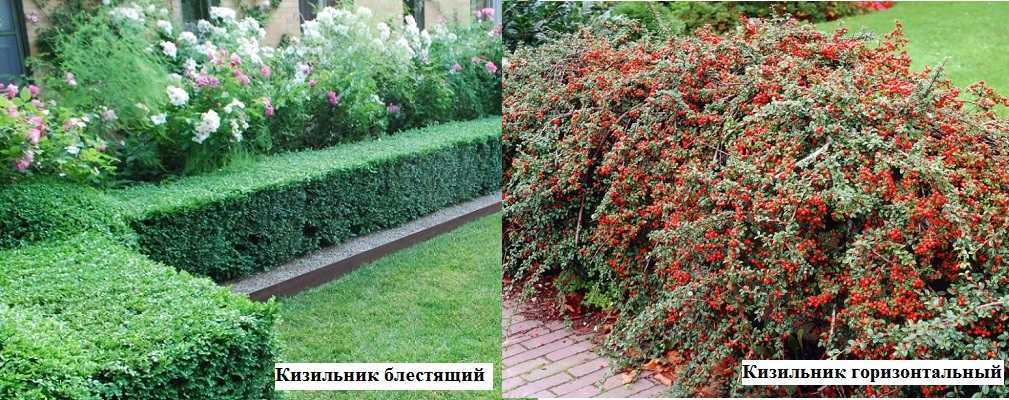Вечнозеленая многолетняя быстрорастущая живая изгородь