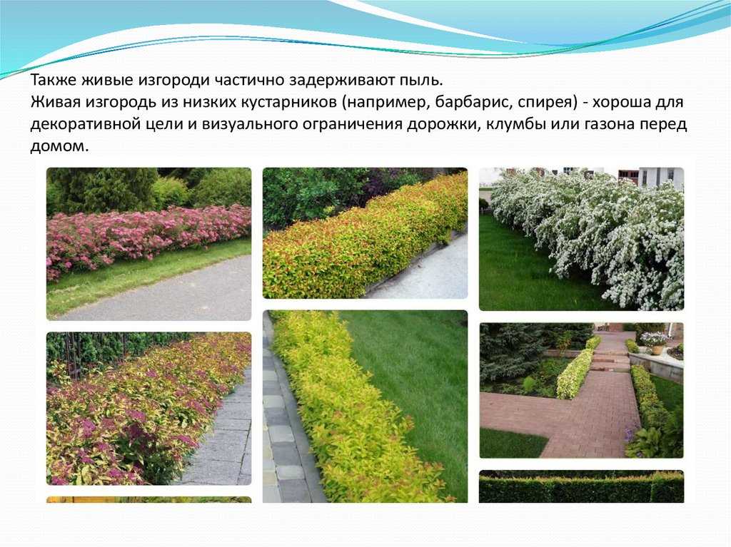 Посадка и формирование живой изгороди | дизайн участка (огород.ru)