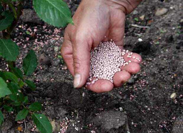 Способы повышения плодородия почвы — ботаничка.ru