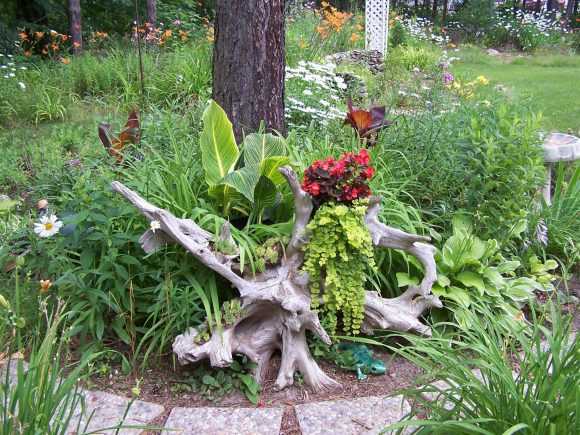 Рутарий в ландшафтном дизайне - как сделать сад корней своими руками
