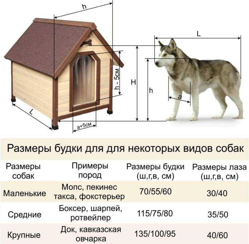 Немецкая овчарка: размер будки, фото, содержание в квартире, зимой в вольере и конуре, отношения с детьми, выбор намордника, ошейника, и как ухаживать за собакой?