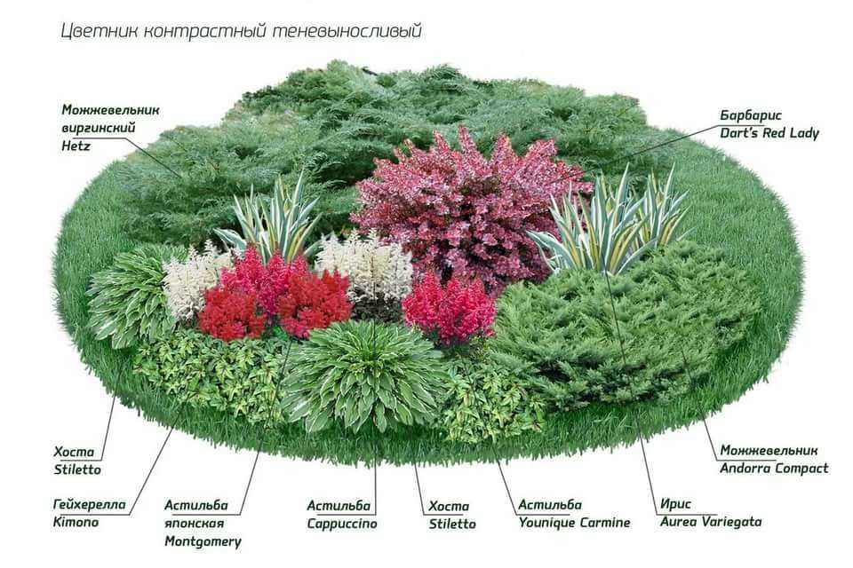 75 идей растений для ландшафтного дизайна с фото