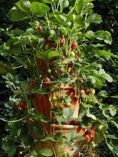 Вертикальные грядки для клубники и огурцов своими руками Как сделать вертикальную грядку из пластиковых бутылок труб садовую пирамиду из дерева для выращивания овощей ягод и декоративных растений
