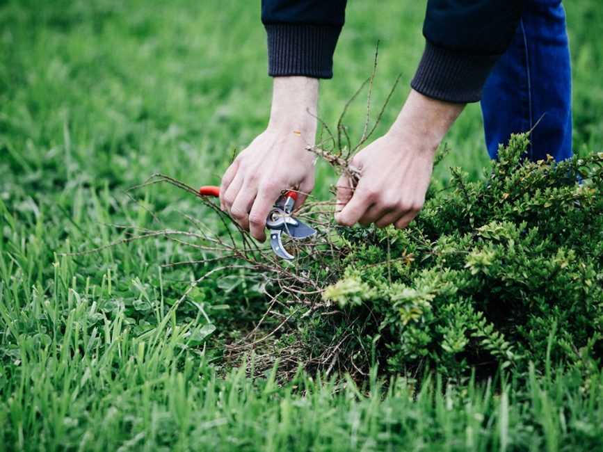 Газонная трава которая уничтожает сорняки - выясним какие сорта и смеси эффективно вытесняют сорняки с участка