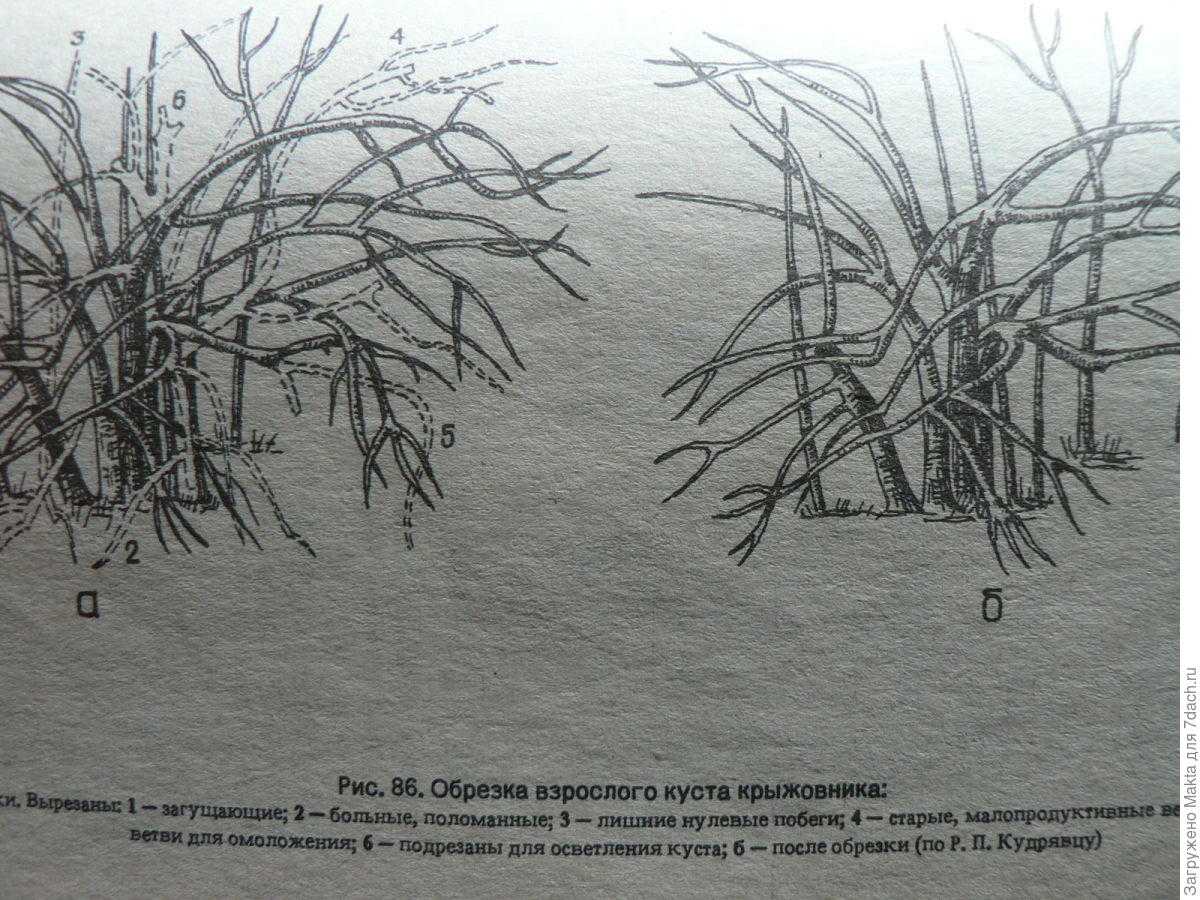 Крыжовник обрезка весной омоложение старого куста схема