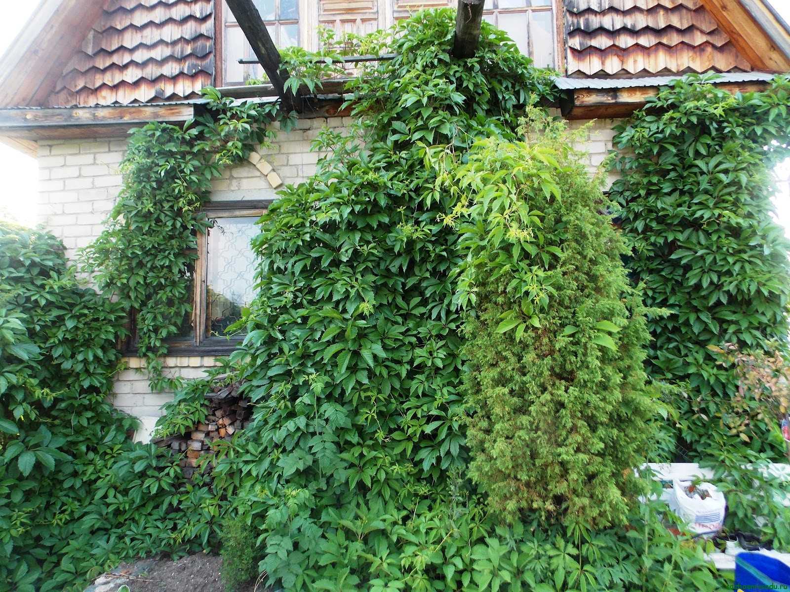 Декоративные лианы-многолетники для дачи и сада с фото и видео
