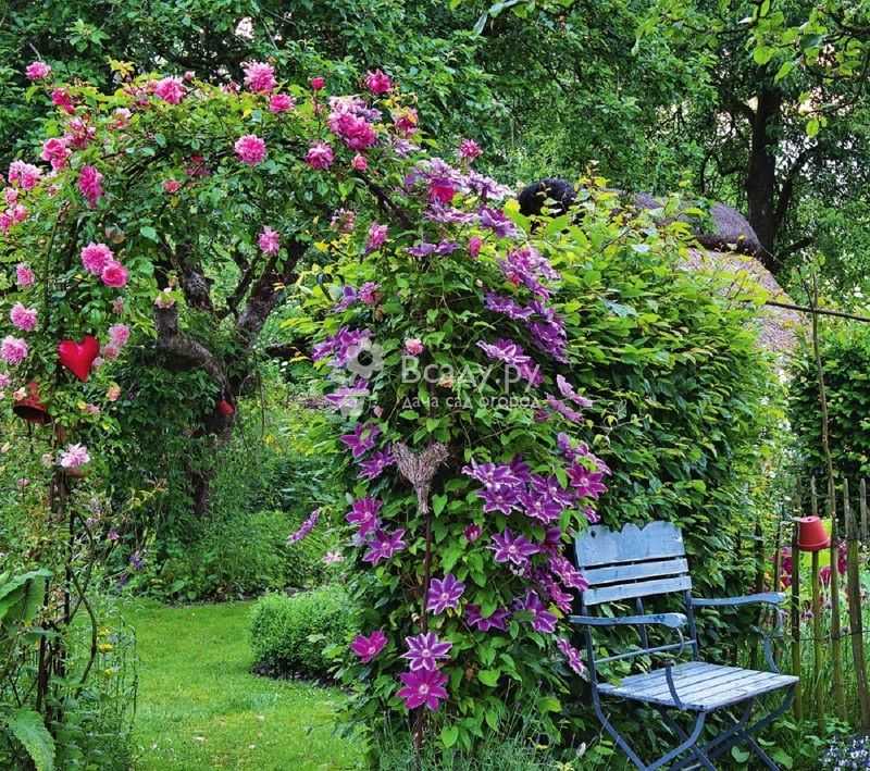 Самые морозостойкие лианы в моём саду. плетистые розы, клематис, калистегия, девичий виноград. фото — ботаничка.ru