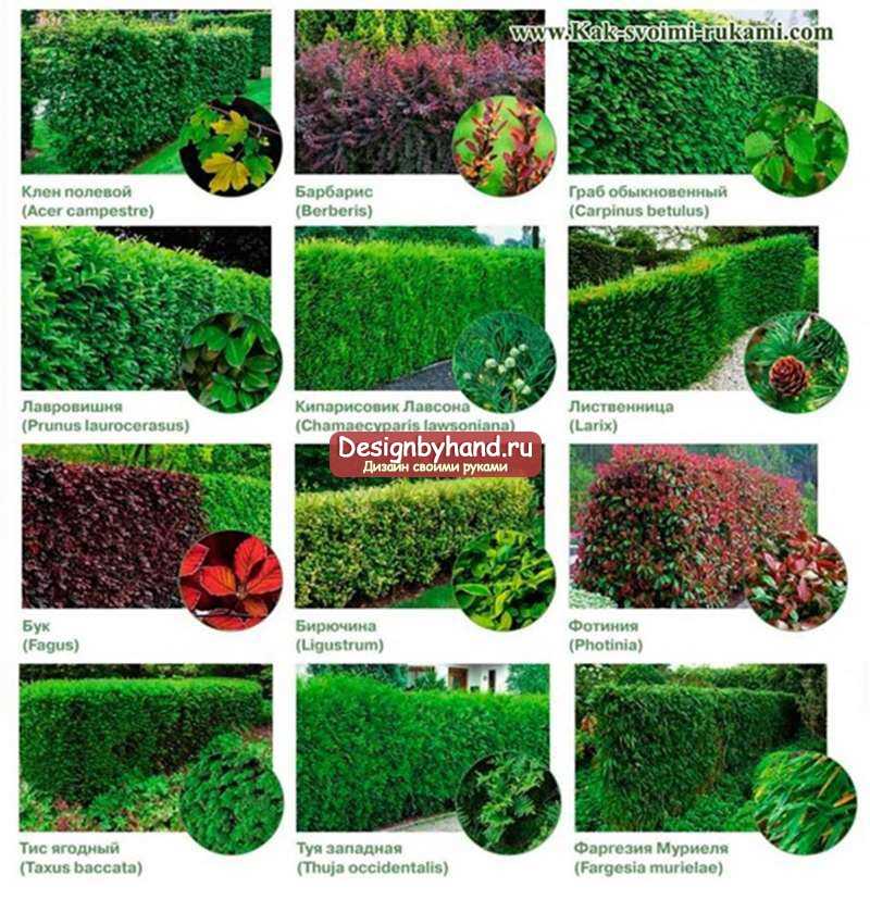 Живая изгородь +100 вариантов кустарников для ограды на фото