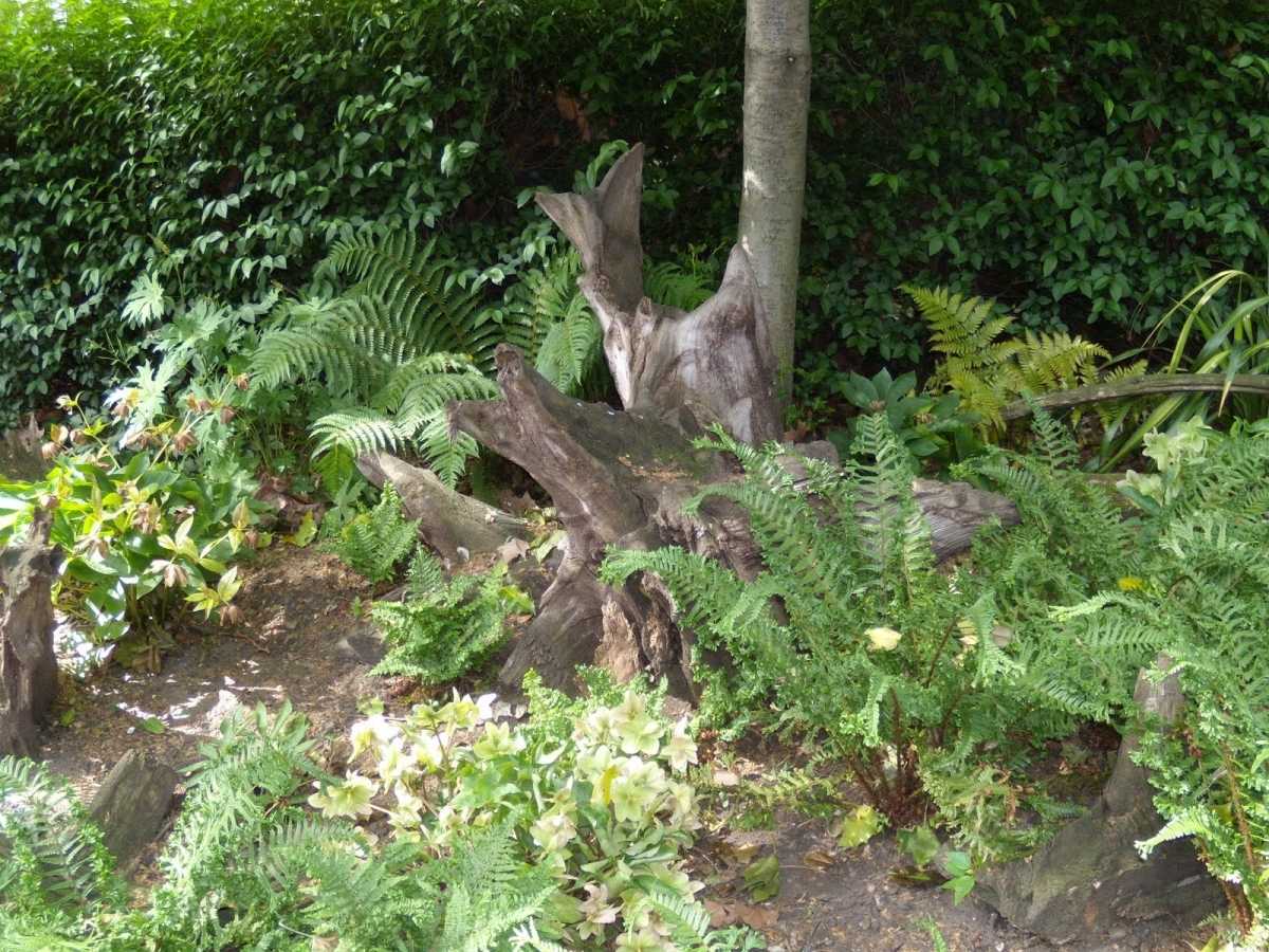 Рутарий в ландшафтном дизайне: корни и коряги на даче в саду (25 фото). удивительный рутарий – сад корней на вашем участке корни деревьев в ландшафтном дизайне