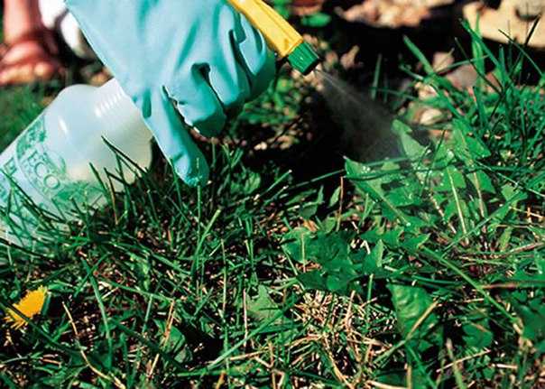Как правильно выбрать газонную траву для дачи: виды растений для газона, их плюсы и минусы, правила выбора