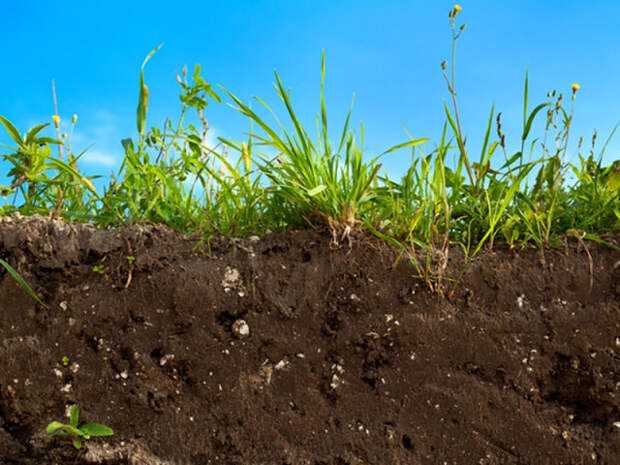 От чего зависит плодородие почвы, как его улучшить