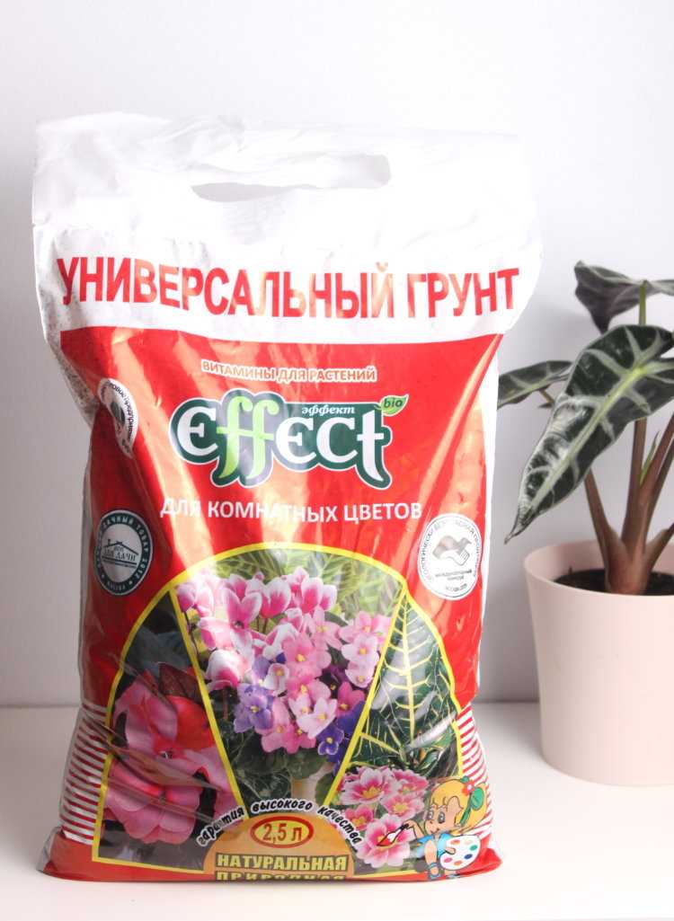 Бордюрные низкорослые цветы для клумбы: карликовые сорта, многолетники и однолетники, цветущие все лето - огород, сад, балкон - медиаплатформа миртесен