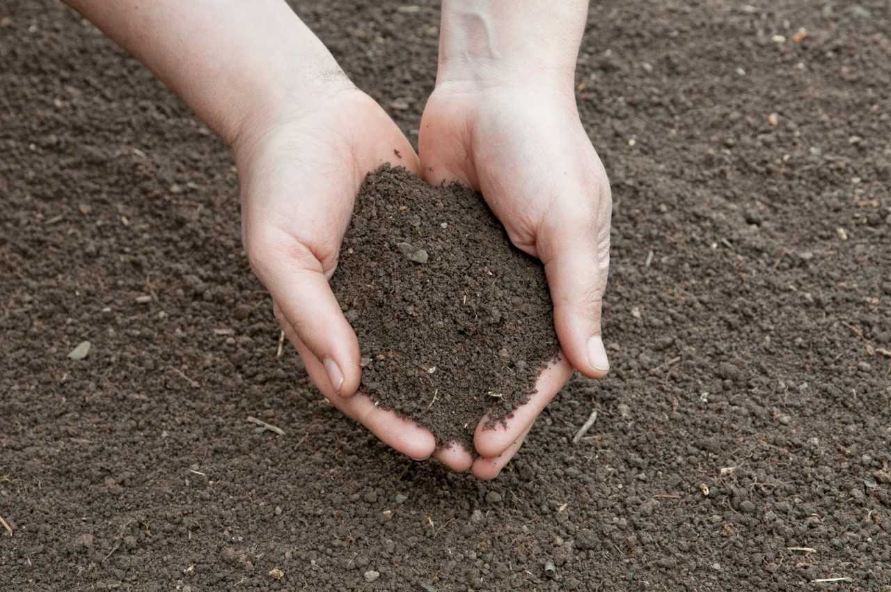 Определение состава почвы: тип почвы, механический состав, способы определения
